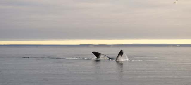 Avistamiento de ballenas en El Doradillo