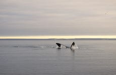 Avistamiento de ballenas en El Doradillo