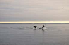 Avistamiento de ballenas en El Doradillo