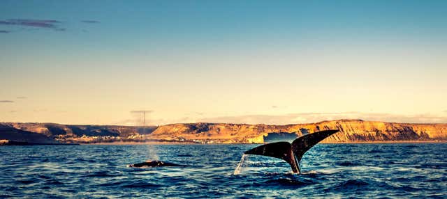 Avistamiento de ballenas en el golfo Nuevo