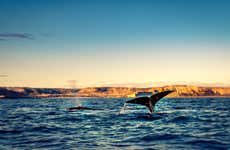 Avistamiento de ballenas en el golfo Nuevo
