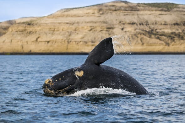 Avistamiento de ballenas en la Península Valdés