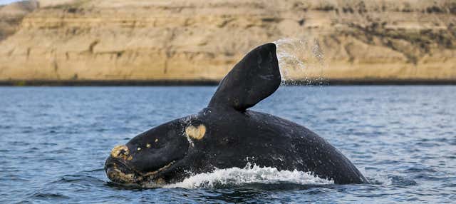 Avistamiento de ballenas en la Península Valdés
