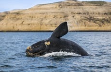 Avistamiento de ballenas en la Península Valdés