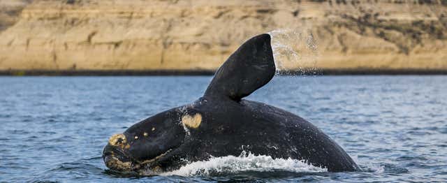Avistamiento de animales en Puerto Madryn