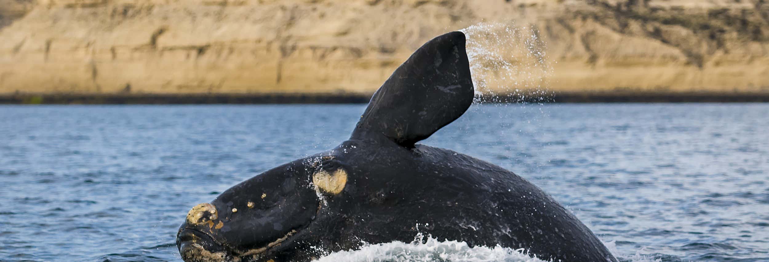 Wildlife watching in Puerto Madryn