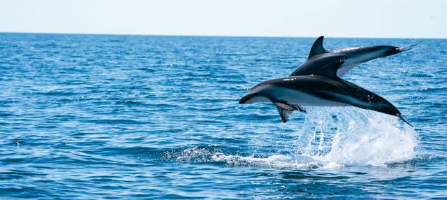 Avistamiento de delfines en el golfo Nuevo