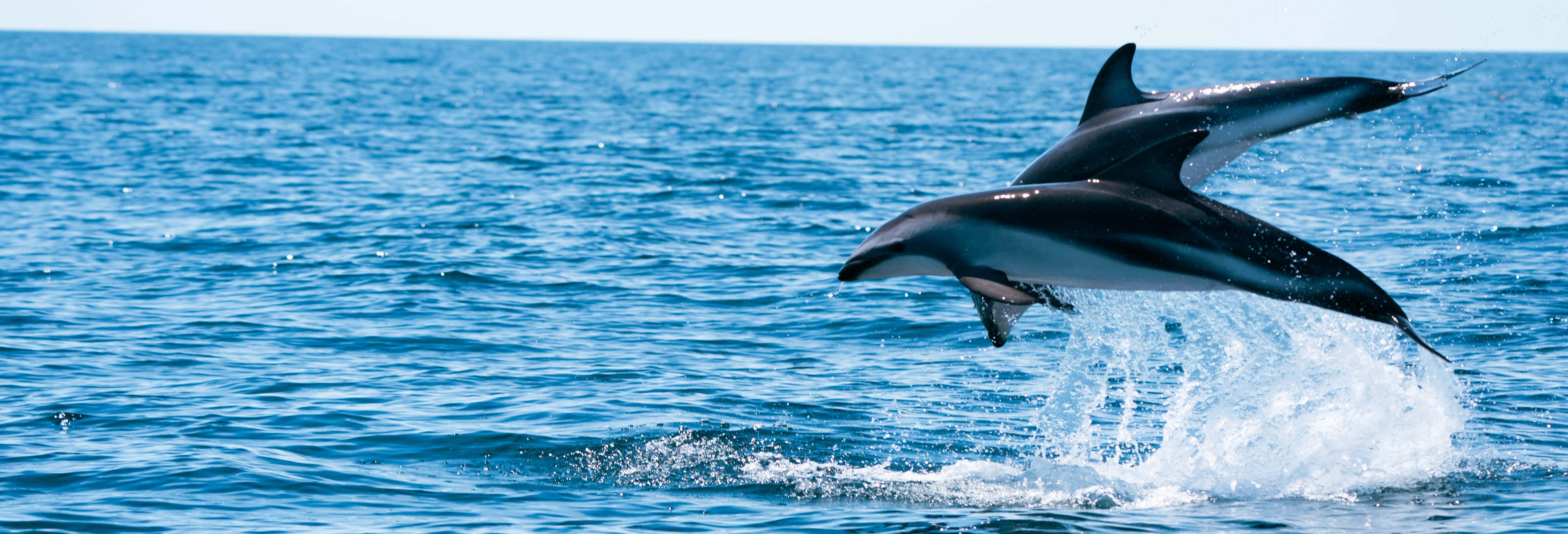 Avistamiento de animales en Puerto Madryn