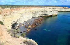 Avistamiento de lobos marinos en Punta Loma