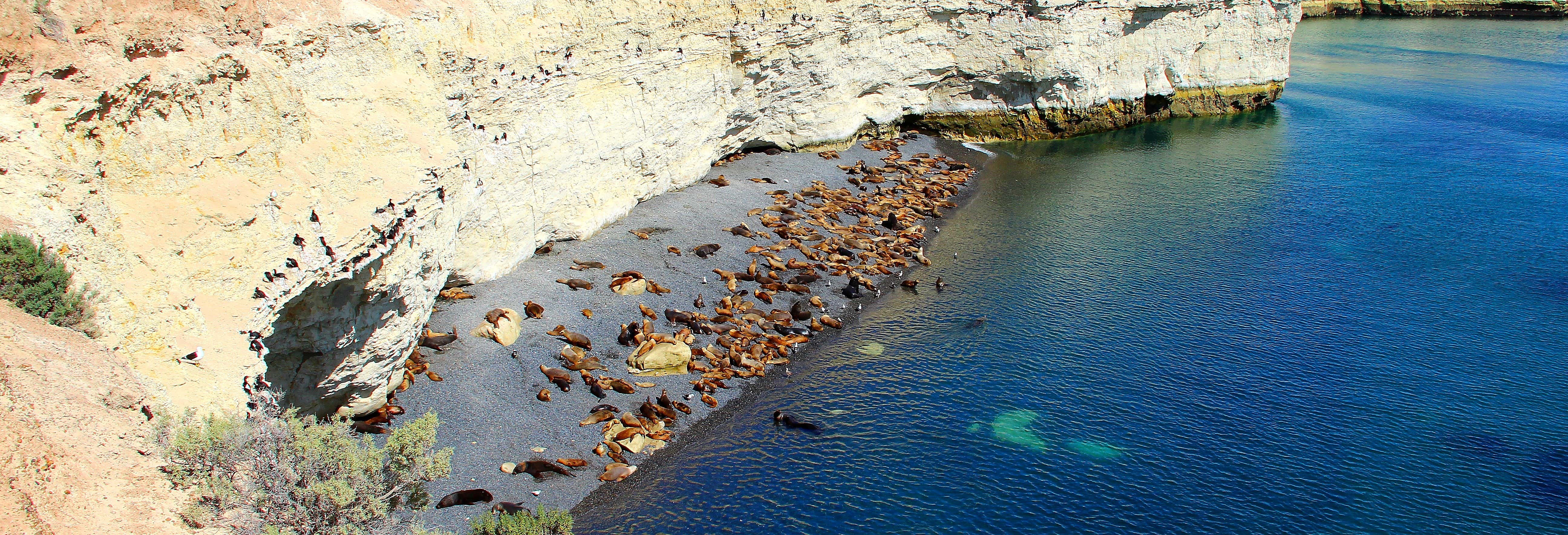 Avistamiento de animales en Puerto Madryn