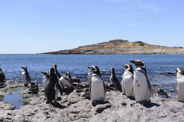 Observation de pingouins à Punta Tombo et à l'île Escondida