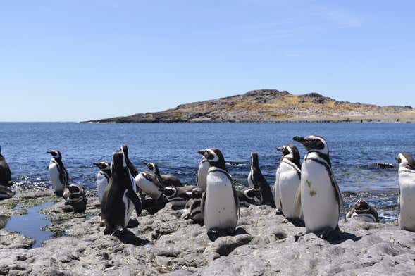 Avistamiento de animales en Punta Tombo e Isla Escondida