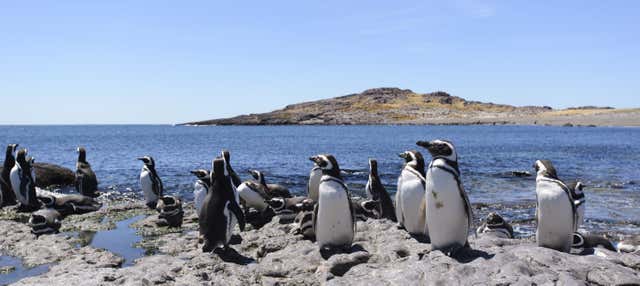 Avistamiento de animales en Punta Tombo e Isla Escondida