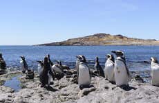 Avistamiento de animales en Punta Tombo e Isla Escondida