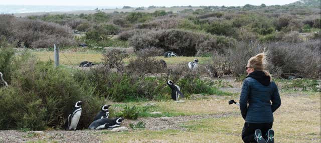 Punta Tombo Penguin Watching + Museum of Paleontology