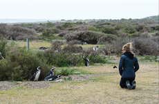 Avistamiento de pingüinos en Punta Tombo + Museo Paleontológico Egidio Feruglio