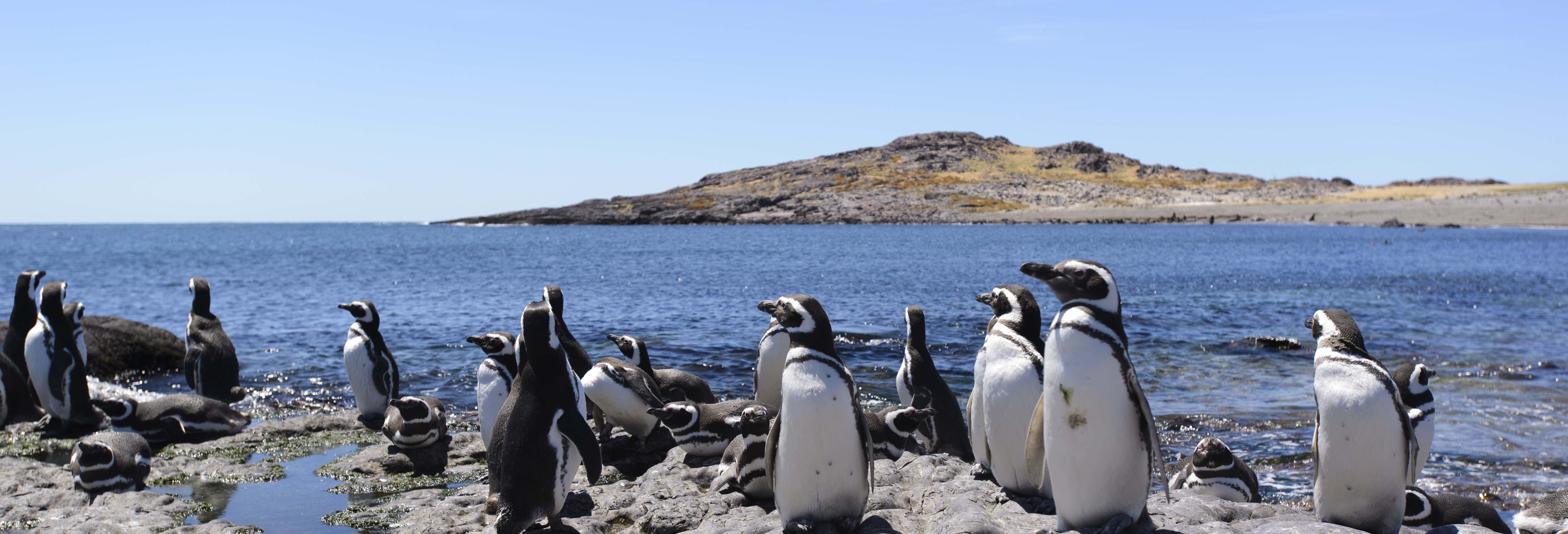 Avvistamento di animali a Puerto Madryn