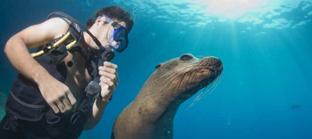 Buceo con lobos marinos en Punta Loma