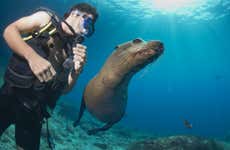 Buceo con lobos marinos en Punta Loma