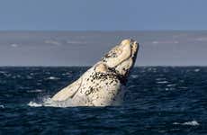 Excursión a la estancia Las Charas + Avistamiento de ballenas