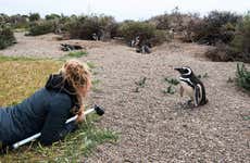 Excursión privada a Punta Tombo