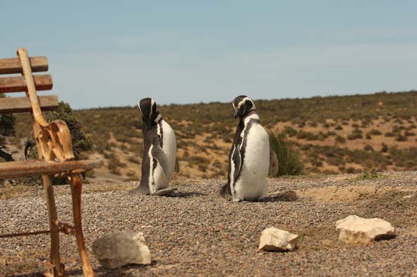 Excursão a Punta Tombo para cruzeiros