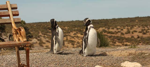 Excursión a Punta Tombo para cruceros