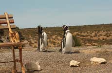 Excursión a Punta Tombo para cruceros