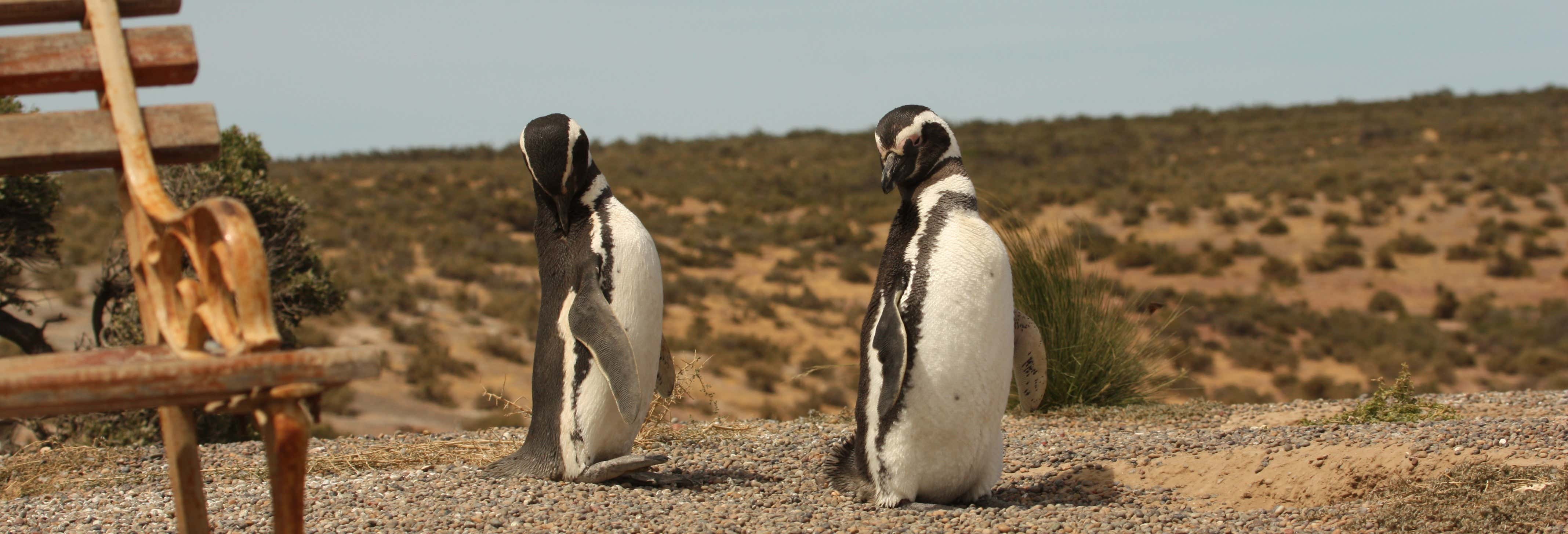 Excursões de um dia em Puerto Madryn