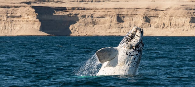 Excursión a la Península Valdés + Avistamiento de ballenas