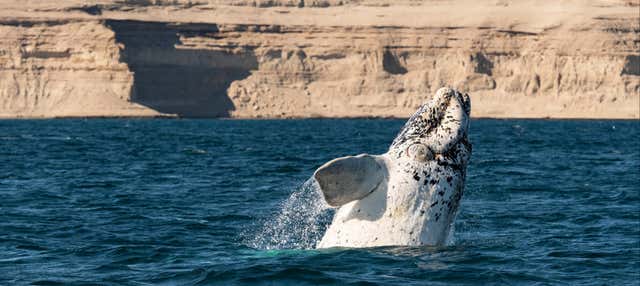 Excursión a la Península Valdés + Avistamiento de ballenas
