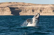 Excursión a la Península Valdés + Avistamiento de ballenas