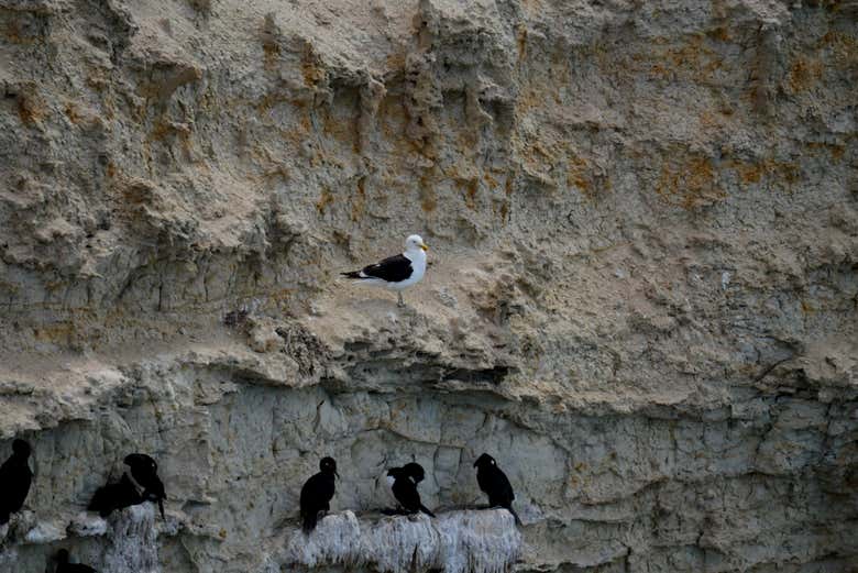 Aves en los acantilados de Punta Este