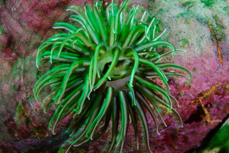 Anêmonas-do-mar