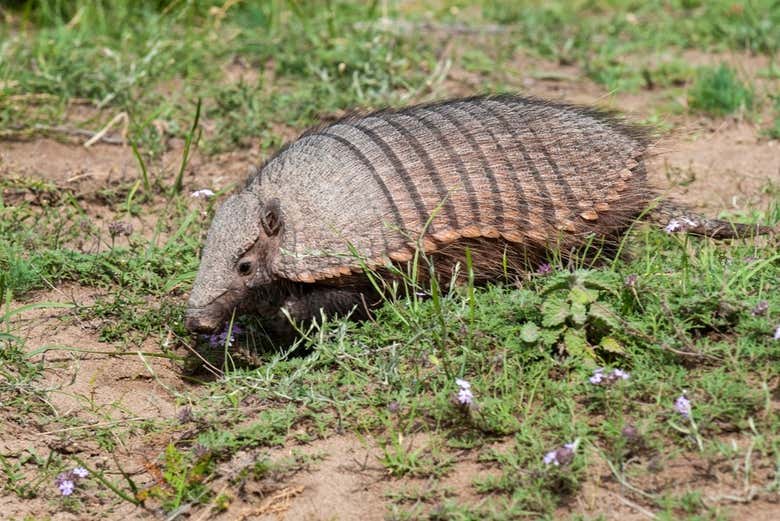 Descubrid la fauna única de la patgonia argentina