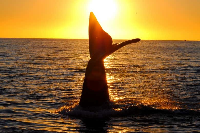 Avistamento de baleias austrais ao entardecer