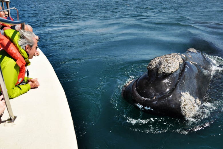 A Península Valdés abriga uma grande colônia de baleias-francas