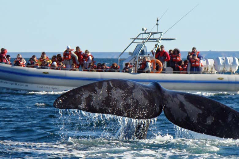 Avvistamento di balene nella Penisola di Valdés