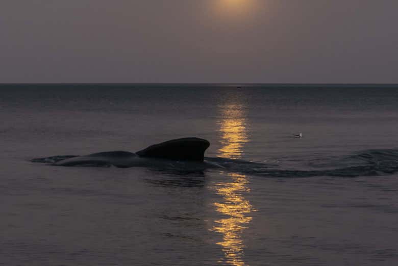 Las ballenas al caer la noche