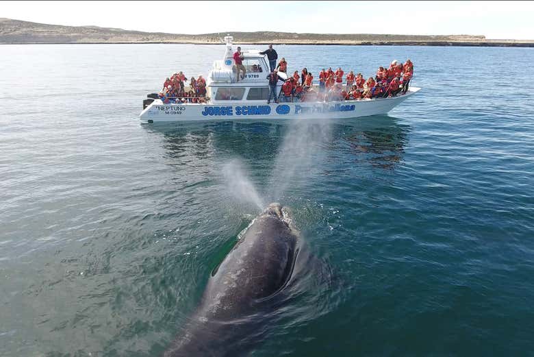 L'imbarcazione per l'avvistamento di cetacei