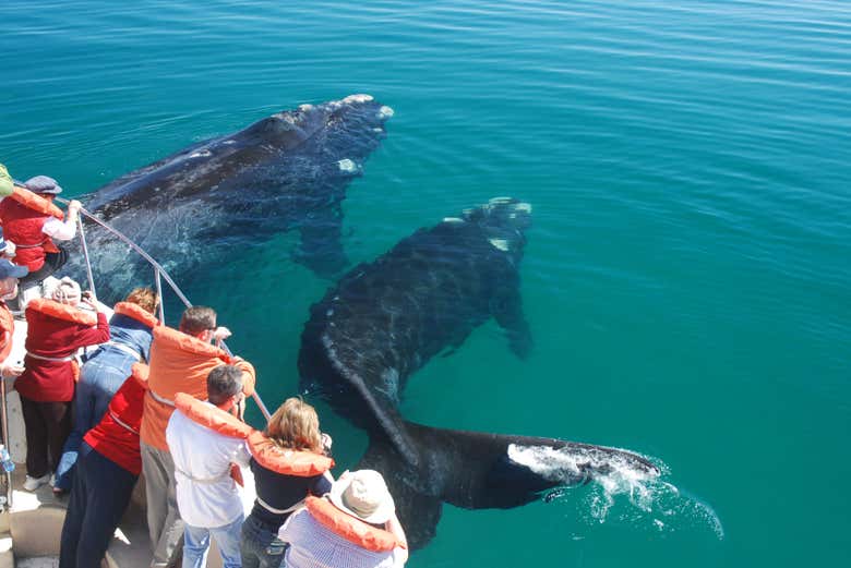 I cetacei della Penisola di Valdés
