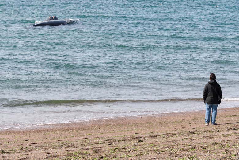 Contemplando os cetáceos de El Doradillo