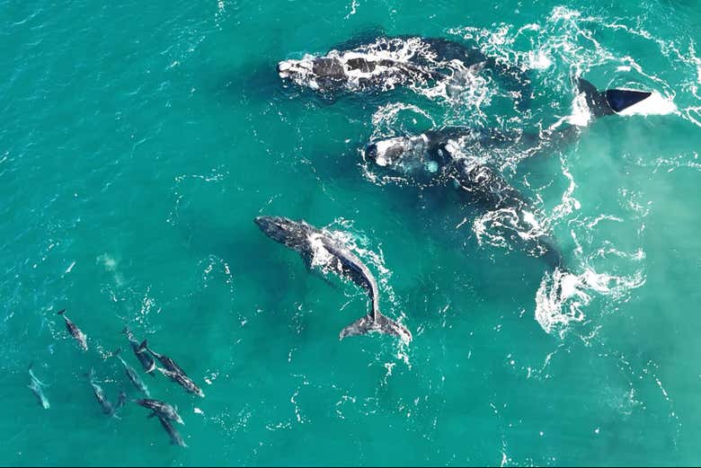 Encuentro de ballenas y delfines en la Península Valdés