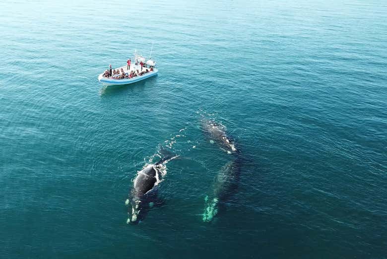Tendréis la posibilidad de avistar ballenas desde una lancha