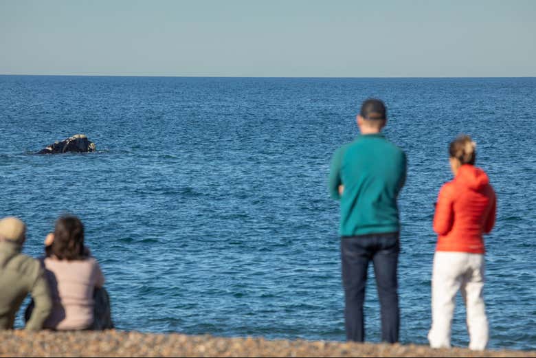 Viendo a las ballenas desde la costa