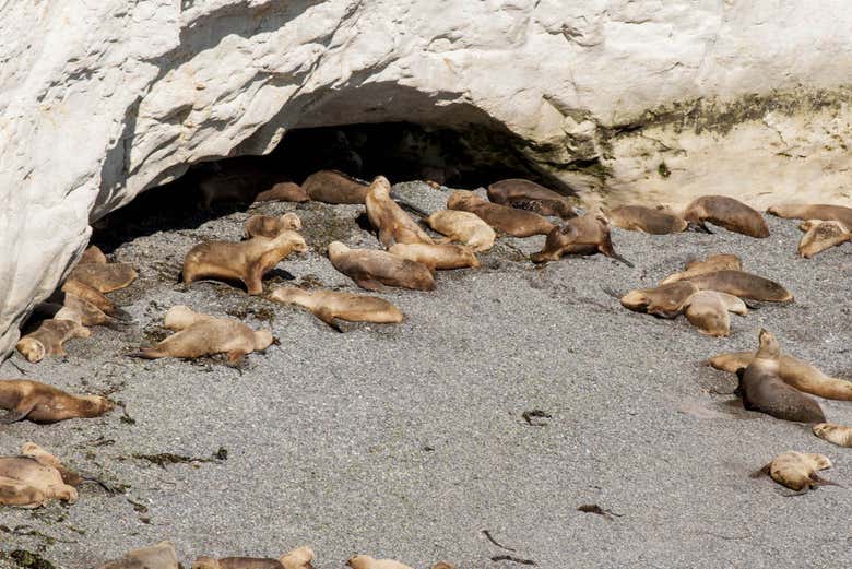 Una grotta di leoni marini a Punta Loma