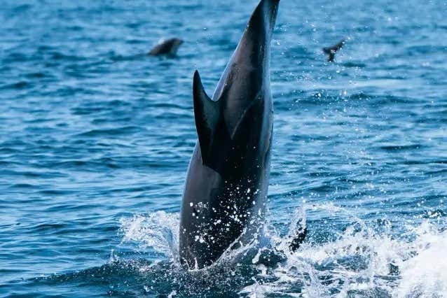 Um golfinho saltando na água