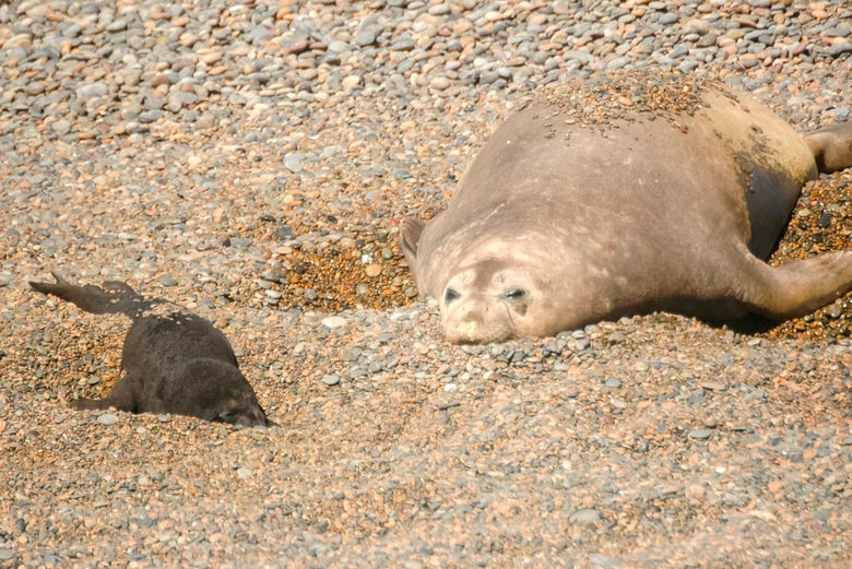 Elephant seals in Puerto Madryn