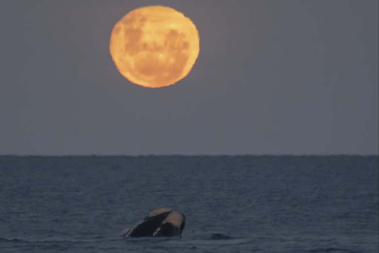 Balena che spunta dal mare sotto la luna piena