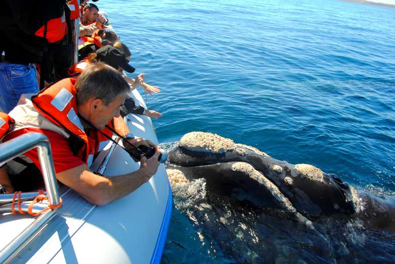Un esemplare di balena